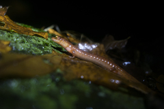 Gyrinophilus porphyriticus