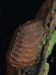 Orthodera ministralis