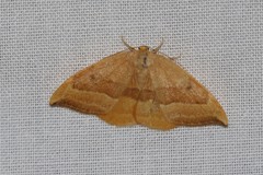 Watsonalla cultraria