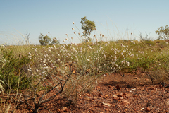 Ptilotus calostachyus