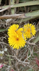 Hypochaeris scorzonerae