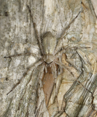 Ornodolomedes