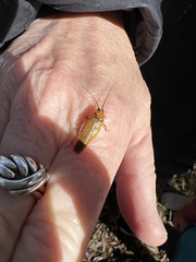 Ellipsidion humerale