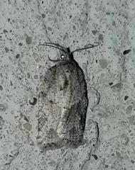 Acleris chalybeana