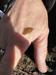 Ellipsidion humerale