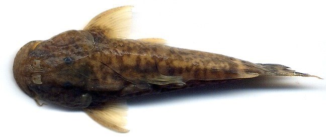 Eigenmann's Caldas Climbing Catfish