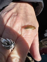 Ellipsidion humerale