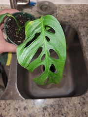 Monstera obliqua