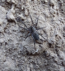Lycosinae