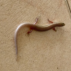 Subdoluseps bowringii
