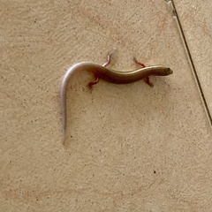 Subdoluseps bowringii