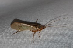 Limnephilus flavicornis