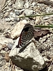 Diaethria clymena