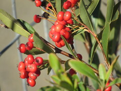 Pyracantha