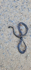 Geophis tarascae