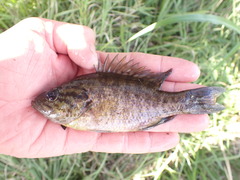Lepomis gulosus