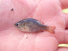 Lepomis miniatus