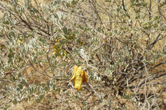 Senna artemisioides