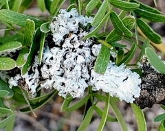 Physcia aipolia