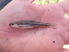 Notropis texanus