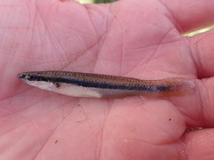 Fundulus notatus