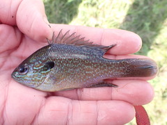 Lepomis aquilensis