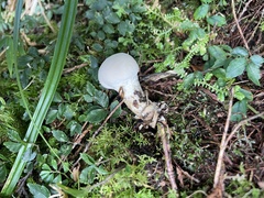 Lycoperdon spadiceum