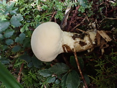 Lycoperdon spadiceum