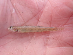 Etheostoma chlorosoma