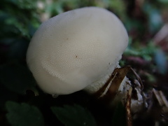 Lycoperdon spadiceum