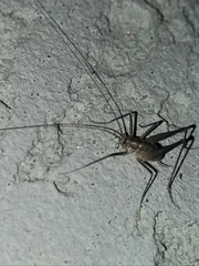 Euhadenoecus puteanus