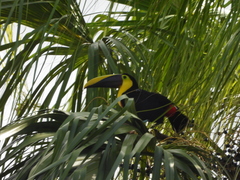 Ramphastos ambiguus