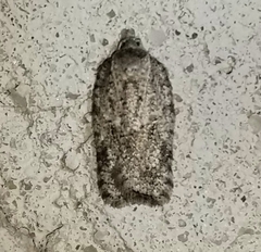 Acleris chalybeana