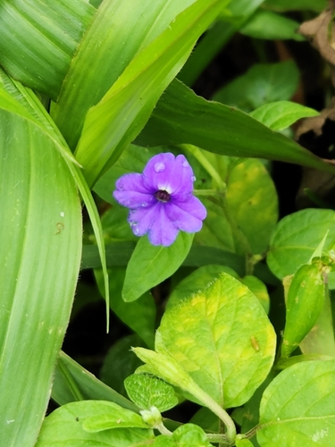 Jamaican forget-me-not (Browallia americana)
