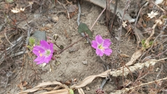 Mirabilis prostrata