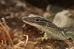 Varanus gouldii
