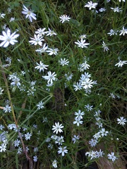 Stellaria angustifolia