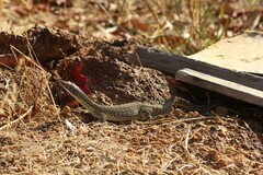 Varanus gouldii