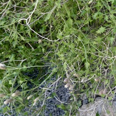 Pleurocoronis pluriseta