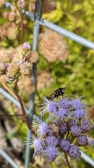 Copestylum marginatum