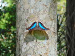 Archaeoprepona chalciope