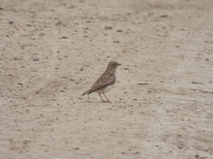 Alaudala rufescens