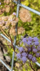 Copestylum marginatum