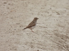 Alaudala rufescens