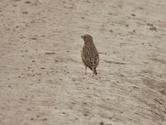Alaudala rufescens