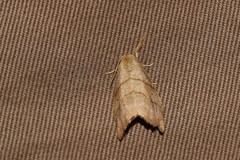 Falcaria lacertinaria