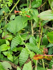 Ipomoea hederifolia