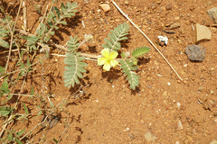 Tribulus