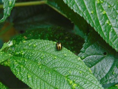 Doryphorina
