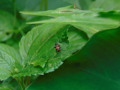 Neolema fasciata